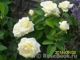 Chopin Chopin
