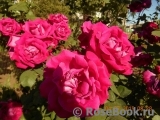 Pink Don Juan Pink Don Juan