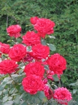 Red Intuition Red Intuition