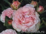 Augusta Luise Augusta Luise