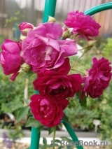 Rosengarten Zweibrücken ® Rosengarten Zweibrücken ®