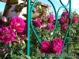 Rosengarten Zweibrücken ® Rosengarten Zweibrücken ®