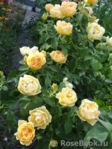 Paolo Pejrone Giardiniere Paolo Pejrone Giardiniere