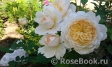 Crocus Rose® Crocus Rose®