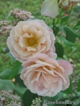 Julia's Rose Julia's Rose