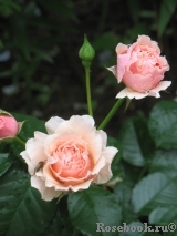 Twiggy’s Rose Twiggy’s Rose