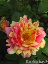 Rose des Cisterciens Rose des Cisterciens