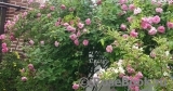 Zephirine Drouhin Zephirine Drouhin