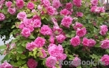 Zephirine Drouhin Zephirine Drouhin