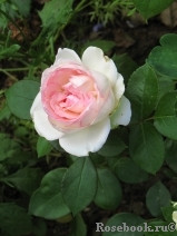 Biedermeier Biedermeier