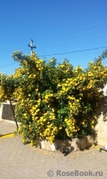 Persian Yellow Persian Yellow