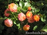 Baby Romantica Baby Romantica