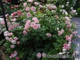 Mini Eden Rose Mini Eden Rose