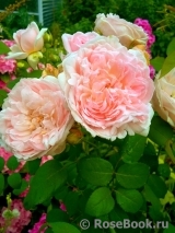 Eglantyne® Eglantyne®