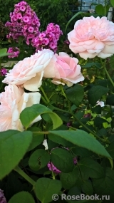 Eglantyne® Eglantyne®
