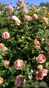 Abraham Darby Abraham Darby