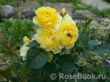 Golden Border Golden Border