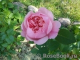 The Alnwick Rose The Alnwick Rose