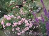 Heavenly Pink Heavenly Pink