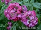 Perennial Blue Perennial Blue