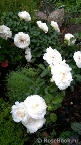 White Meidiland White Meidiland