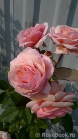 A Shropshire Lad A Shropshire Lad