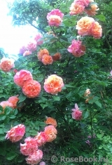 Augusta Luise Augusta Luise