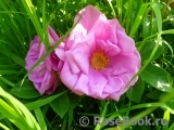 Rosa Zwerg Rosa Zwerg