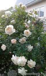 Crocus Rose® Crocus Rose®