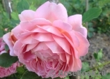 Jubilee Celebration®