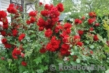 Roter Korsar Roter Korsar