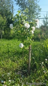 Alba Maxima Alba Maxima