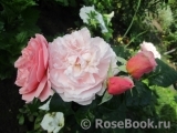 Strawberry Hill Strawberry Hill