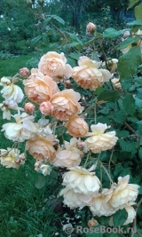 Crown Princess Margareta® Crown Princess Margareta®