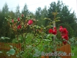 Paul's Scarlet Climber 