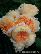 Crown Princess Margareta® Crown Princess Margareta®