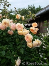 Crown Princess Margareta® Crown Princess Margareta®