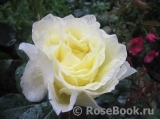 White Licorice White Licorice