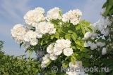 White Flight White Flight