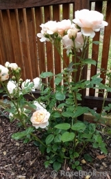 Ambridge Rose Ambridge Rose