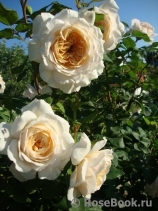 Crocus Rose® Crocus Rose®