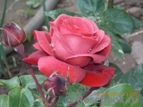 Terracotta ® Terracotta ®