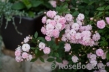 Brise Parfum Brise Parfum