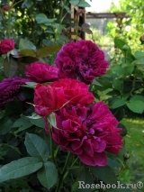 Darcey Bussell 