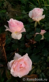 Johann Strauss Johann Strauss