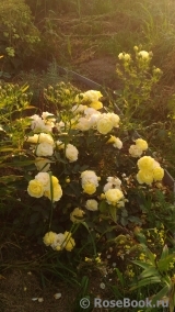 Golden Border Golden Border