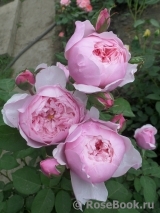 The Alnwick Rose