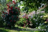 Florentina - Florentina -