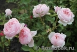 The Alnwick Rose The Alnwick Rose