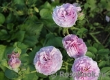 Lavender Ice Lavender Ice